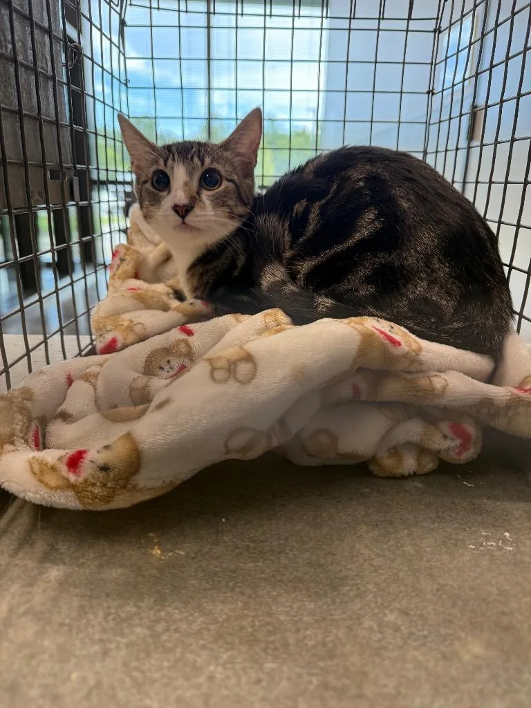 A young medium-sized female Domestic Short Hair cat named Lucky Seven for adoption in Clarksville, TN