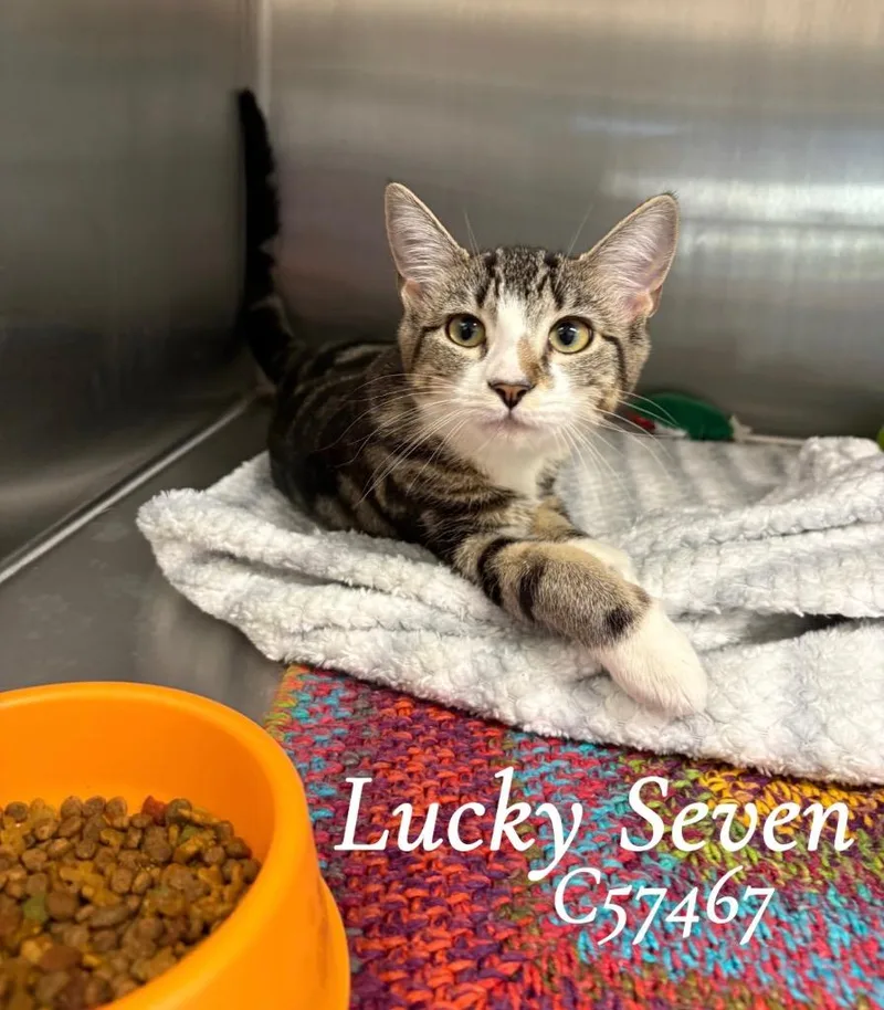 Lucky Seven thumbnail 2