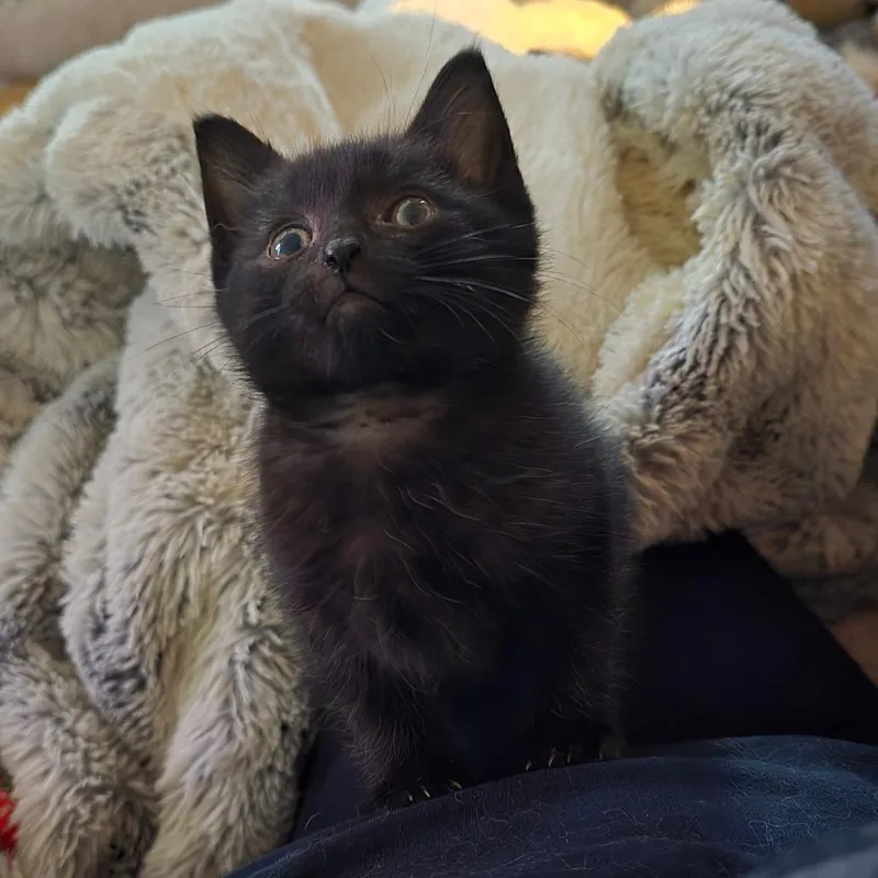 A baby small-sized female Black Domestic Short Hair cat named Velvet for adoption in Goshen, IN