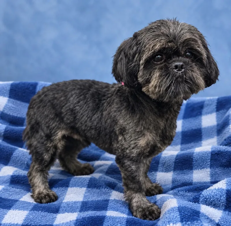 A young small-sized male Black Shih Tzu dog named Cole for adoption in Wheelersburg, OH
