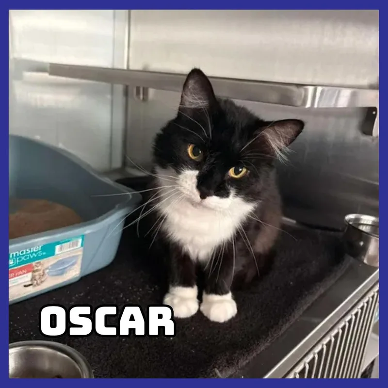 An adult large-sized male Black Domestic Medium Hair cat named Oscar for adoption in Glenwood, MN