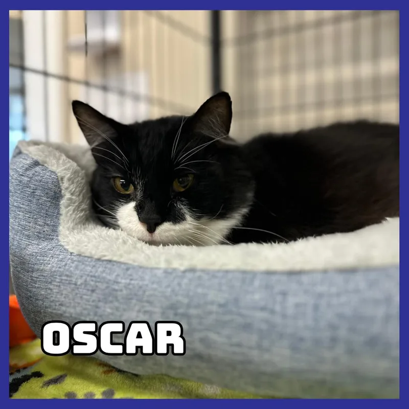 Oscar thumbnail 2