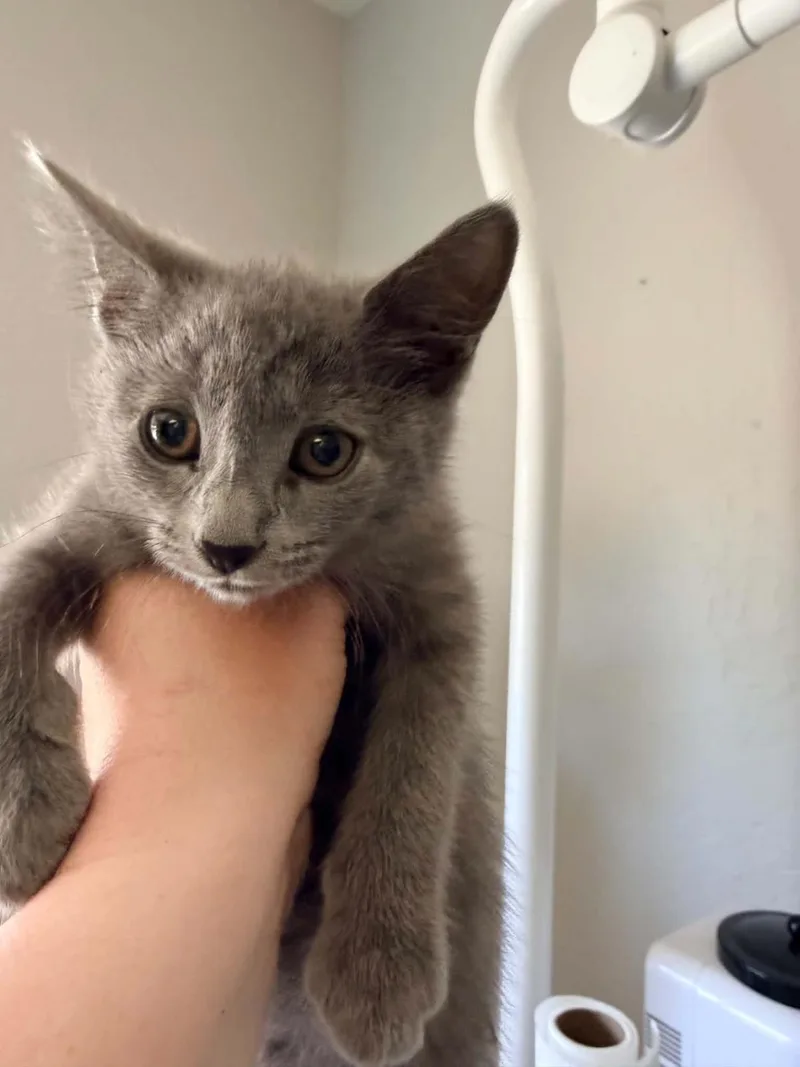 A baby medium-sized male Domestic Short Hair cat named Pocus for adoption in Lincoln, CA