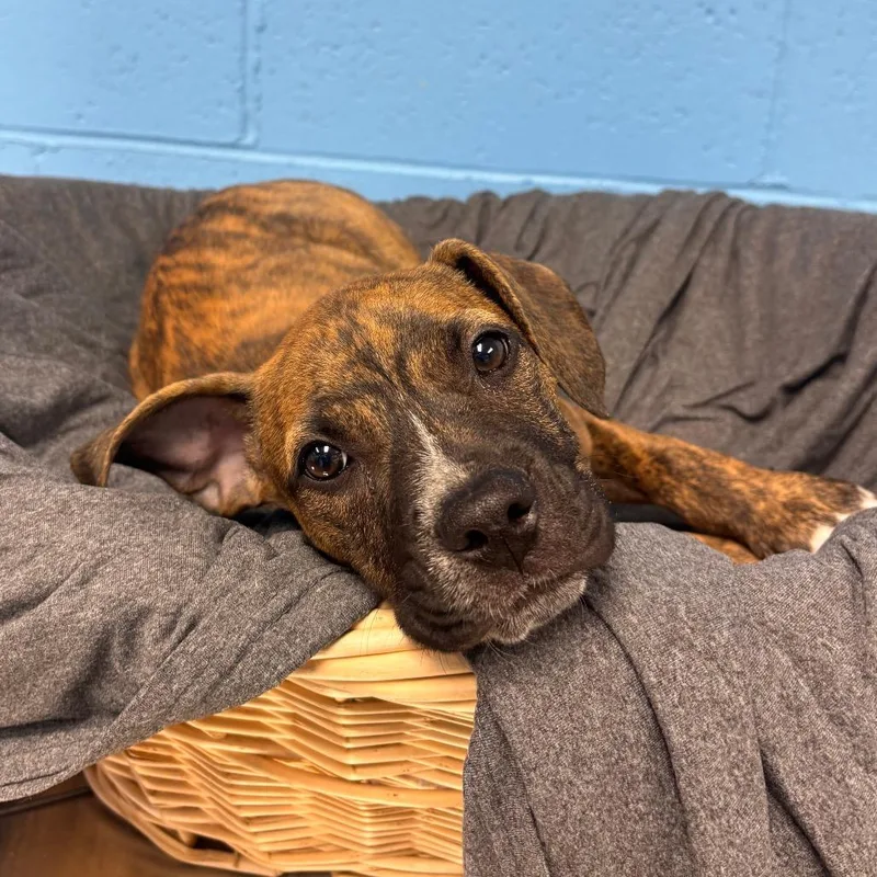 A baby small-sized female Brindle Boxer dog named Jessica Jones for adoption in Belleville, IL