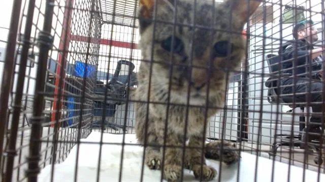 A senior small-sized female Domestic Short Hair cat named Baby for adoption in Miami, FL