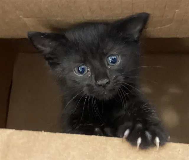 A baby medium-sized female Domestic Short Hair cat named Gem for adoption in Dallas, TX