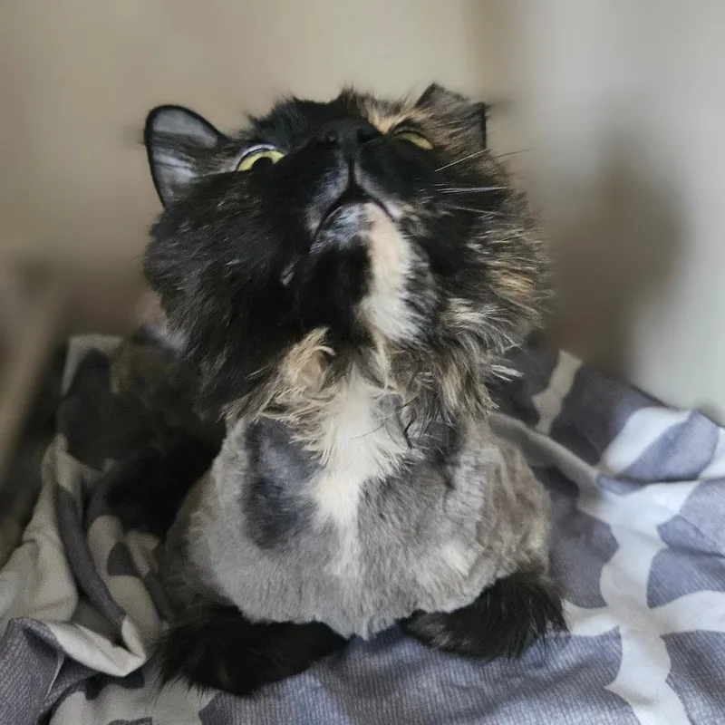 An adult medium-sized female Domestic Long Hair cat named Miss Molly for adoption in Monticello, IA