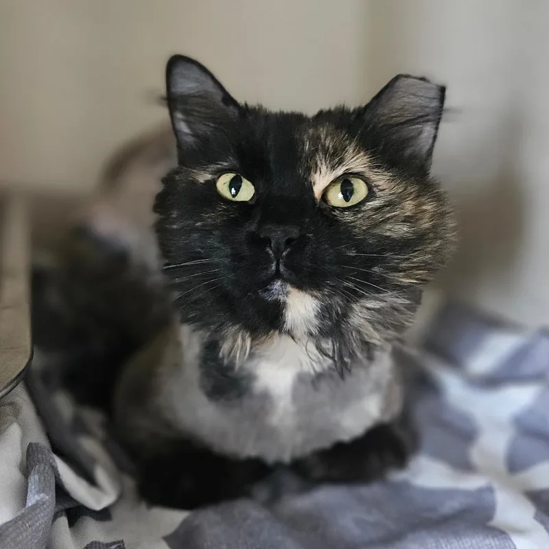 Miss Molly thumbnail 2