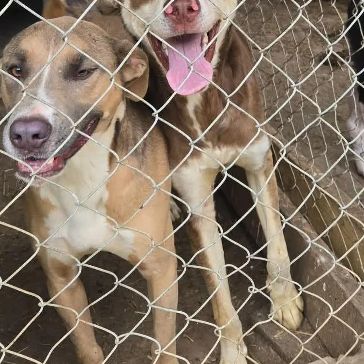 An adult medium-sized male Yellow / Tan / Blond / Fawn Black Mouth Cur dog named Loki for adoption in Frederick, MD