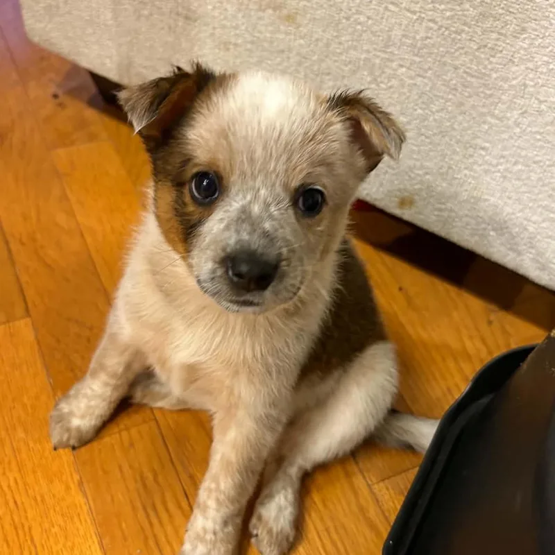 A baby medium-sized male Red / Chestnut / Orange Australian Cattle Dog / Blue Heeler dog named Captain Morgan for adoption in Normal, IL