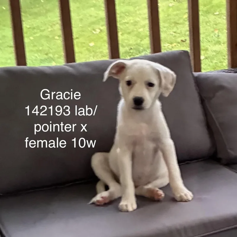 Gracie