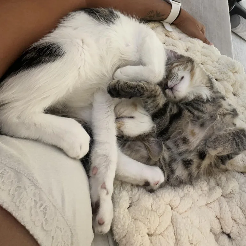 A baby small-sized male Gray / Blue / Silver Domestic Short Hair cat named Puck for adoption in Los Angeles, CA