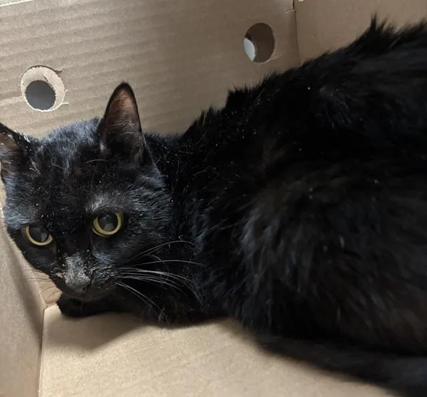 A senior medium-sized female Domestic Short Hair cat named Heaven for adoption in New York, NY