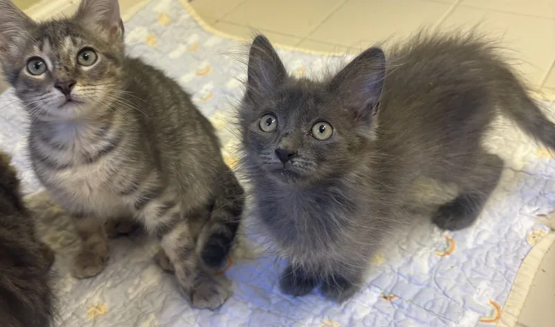 A young medium-sized female Gray / Blue / Silver Russian Blue cat named Sora for adoption in Columbia, SC