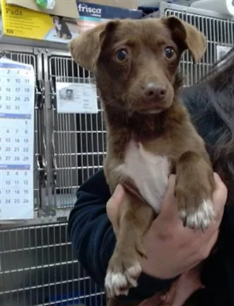 A young small-sized female Chihuahua dog named Mavis for adoption in Salinas, CA