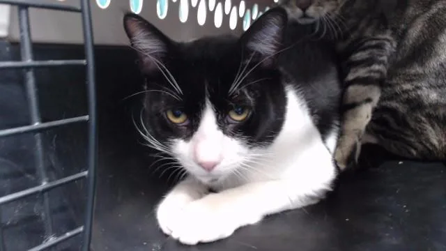 A young medium-sized male Domestic Short Hair cat named Fellini for adoption in Downey, CA