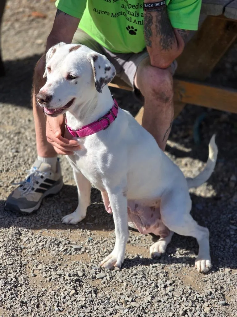 An adult large-sized female Hound dog named Dolly for adoption in Sprakers, NY