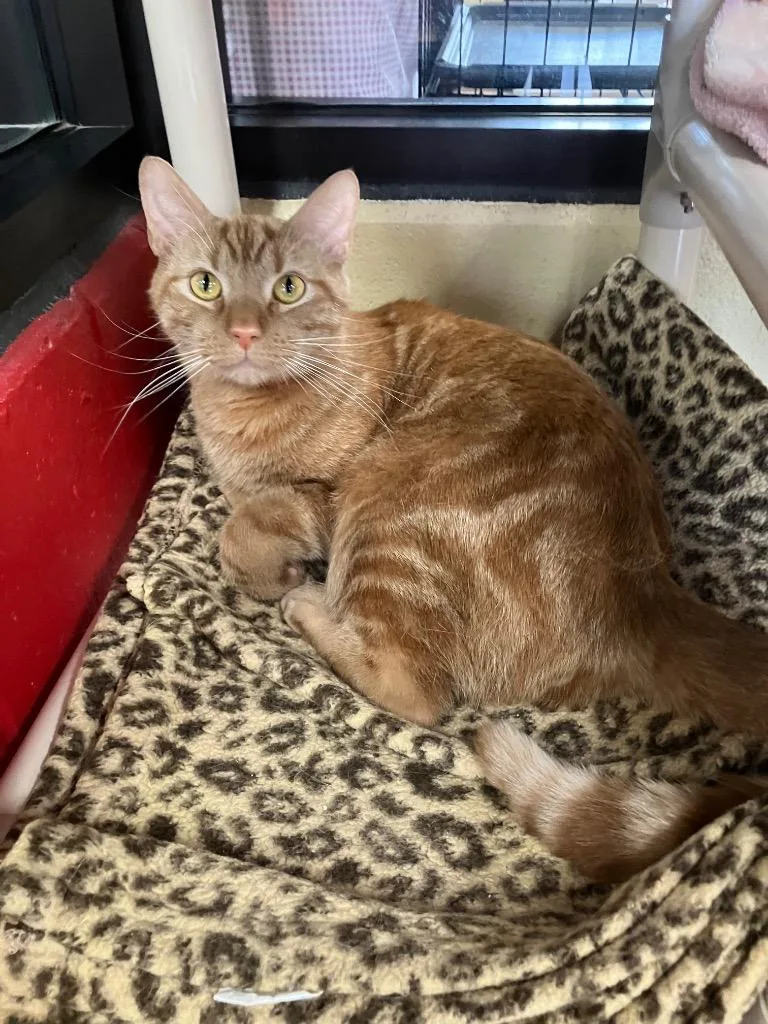 A young medium-sized male Domestic Short Hair cat named Go Fish for adoption in Cincinnati, OH