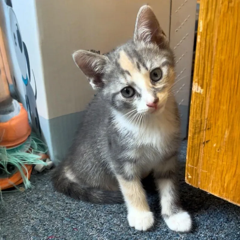 A baby small-sized female Brown / Chocolate Domestic Short Hair cat named Unicorn Pop for adoption in Austin, TX