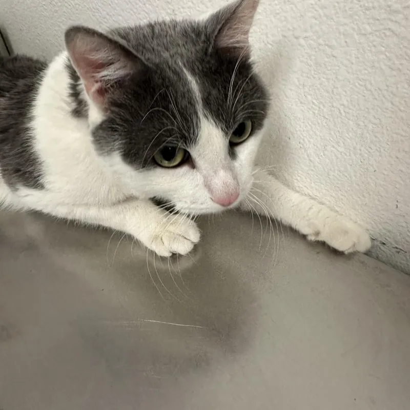 An adult medium-sized male White Domestic Short Hair cat named HACCStray for adoption in Henderson, NV