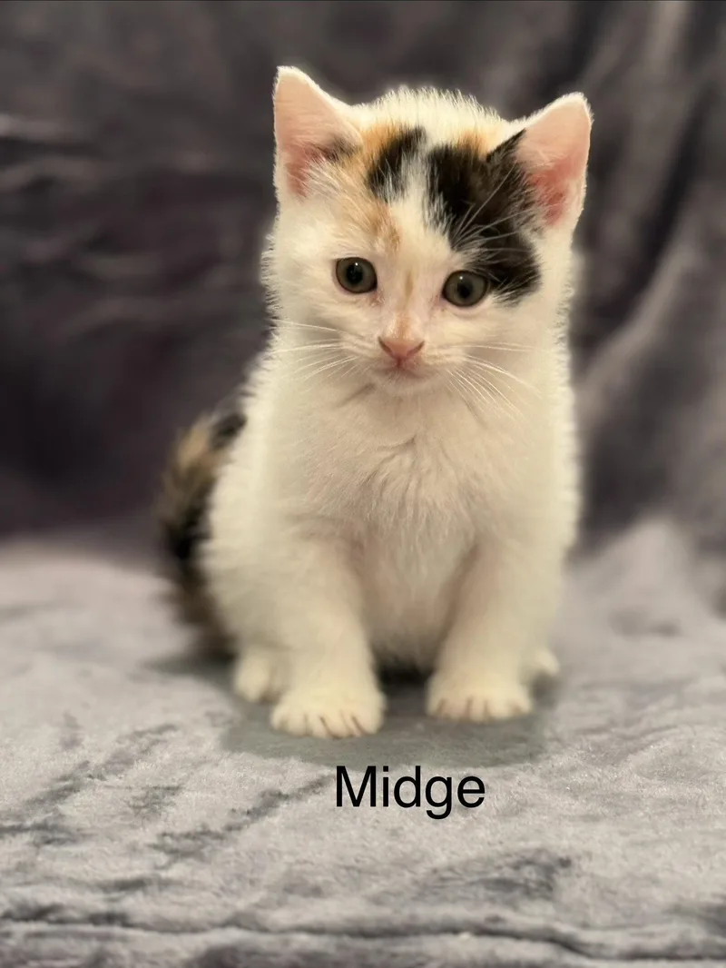 A baby medium-sized female Calico cat named Midge for adoption in Campbell, CA