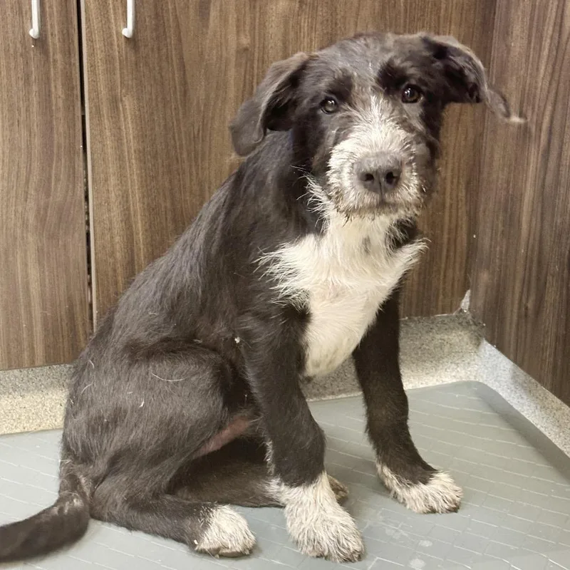 A baby small-sized female Black Mixed Breed dog named Buffy for adoption in Franklin, TN