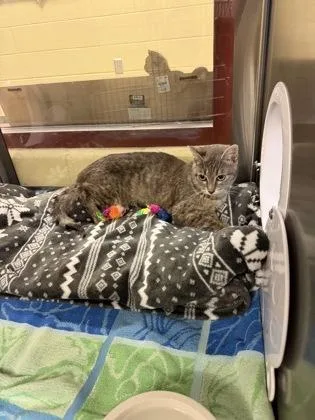 An adult medium-sized female Domestic Short Hair cat named Ruby for adoption in Independence, MO