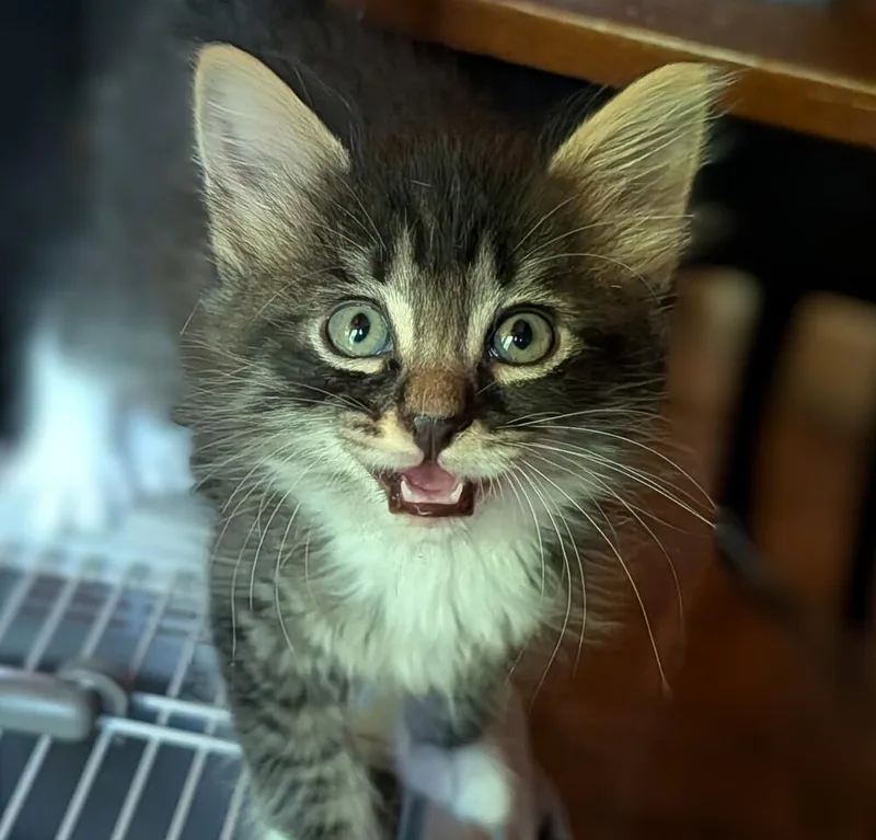 A baby small-sized male Black & White / Tuxedo Domestic Medium Hair cat named Azul for adoption in Statesville, NC