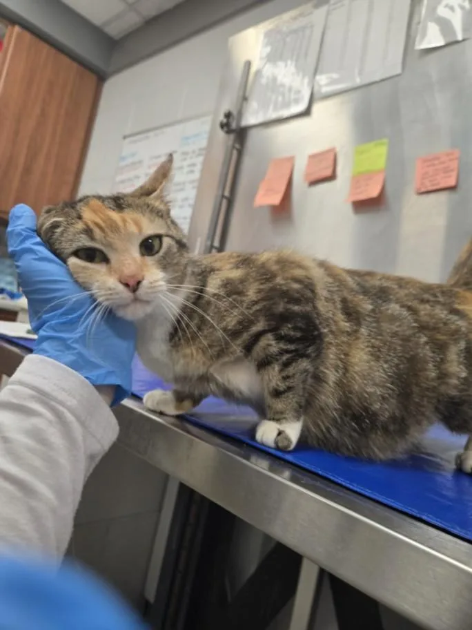 A young small-sized female Domestic Short Hair cat named Starfire for adoption in Hagerstown, MD