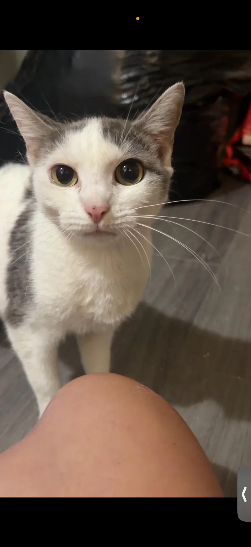 An adult medium-sized female White Domestic Short Hair cat named Julianna for adoption in Bayonne, NJ