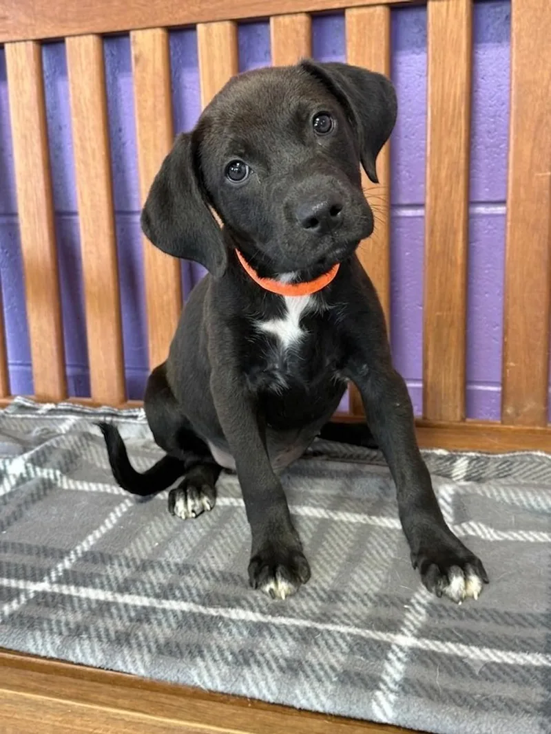 A baby medium-sized female Labrador Retriever dog named Betta for adoption in North Prairie, WI