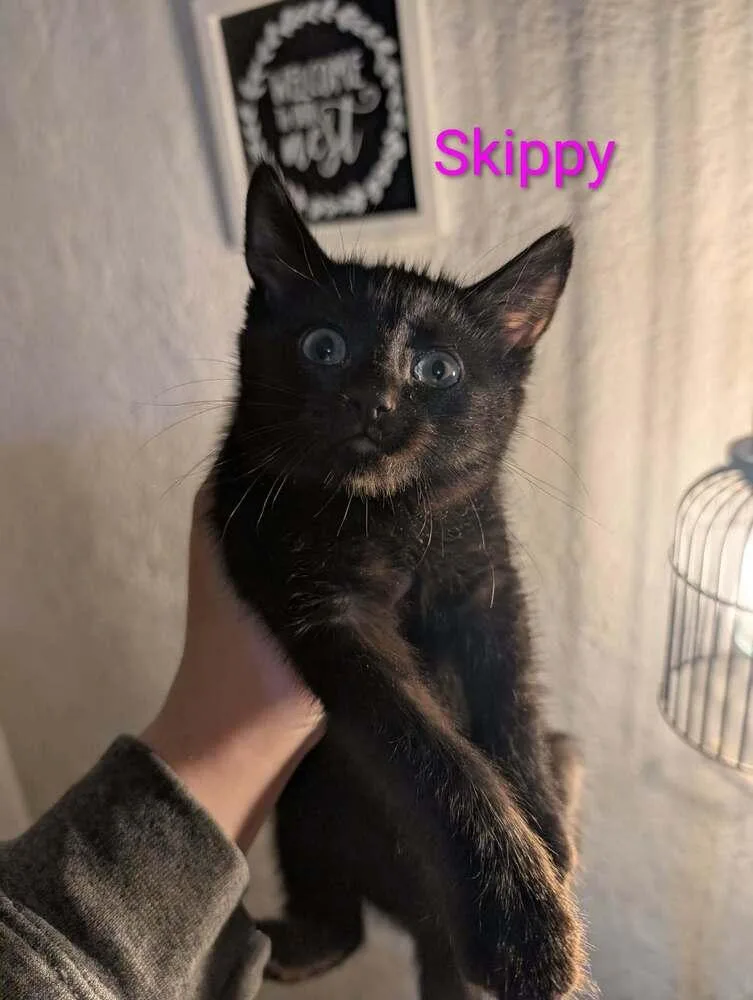 A baby small-sized female Black Domestic Short Hair cat named Skippy for adoption in Metamora, IL