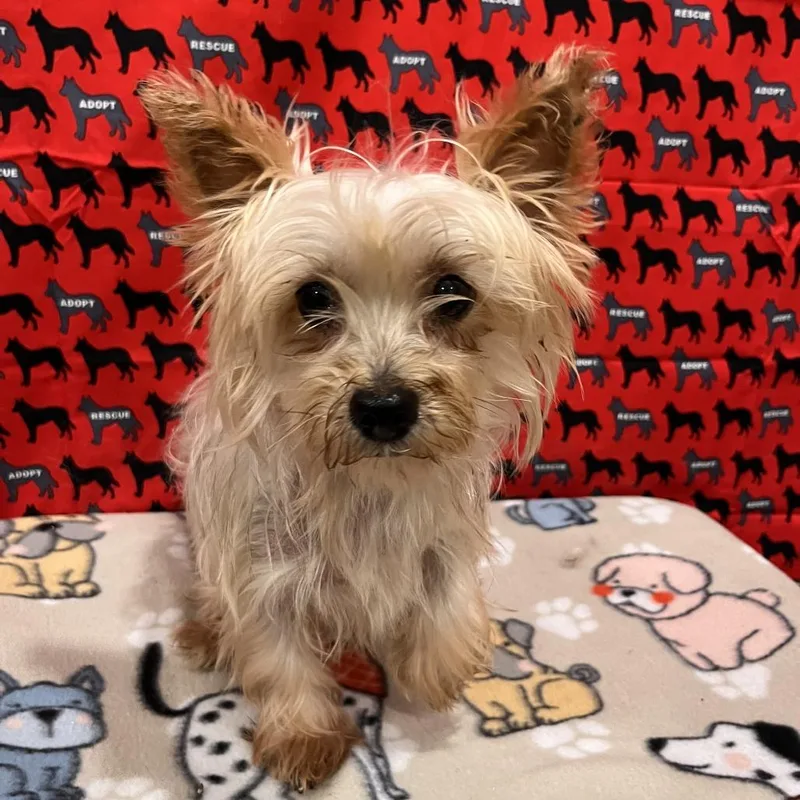 A senior small-sized female White / Cream Yorkshire Terrier dog named Snow for adoption in Washburn, MO