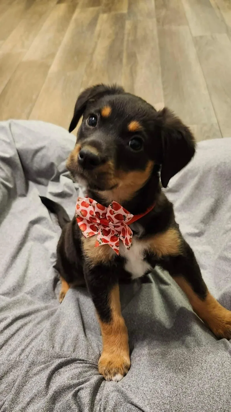A baby medium-sized female Bicolor Labrador Retriever dog named Frijole for adoption in Humble, TX