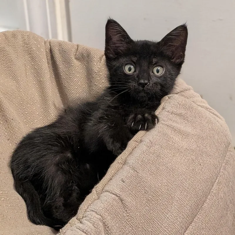 A baby medium-sized male Domestic Short Hair cat named Onyx for adoption in Wilmington, NC