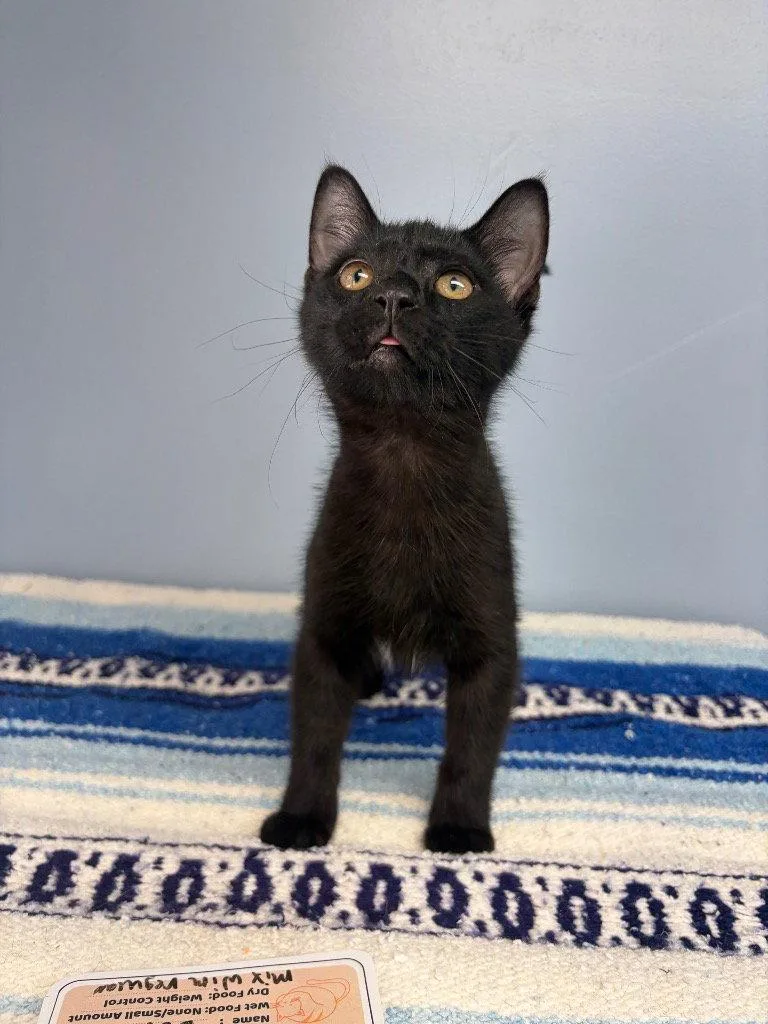 A baby small-sized male Black & White / Tuxedo Domestic Short Hair cat named Goldfish for adoption in Lovingston, VA