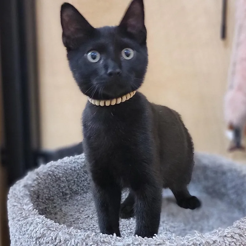 A baby small-sized male Black Domestic Short Hair cat named Virgil for adoption in Santa Fe, TX