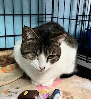 Flirty Felicity thumbnail 2