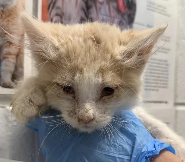 A baby small-sized male Domestic Short Hair cat named Toasteee for adoption in Golden, CO