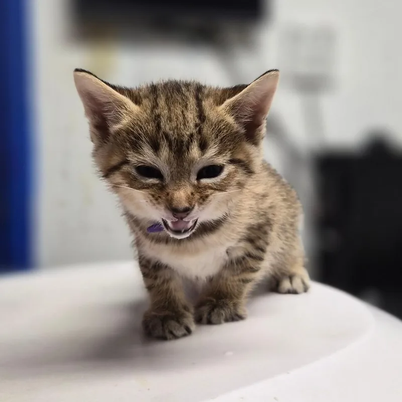 A baby small-sized male Brown / Chocolate Domestic Short Hair cat named Cheetah for adoption in Wahiawa, HI