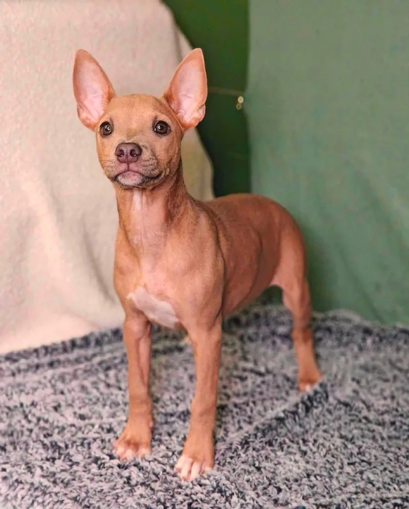 A young medium-sized male Brown / Chocolate Mixed Breed dog named Jetson puppy for adoption in Ossining, NY