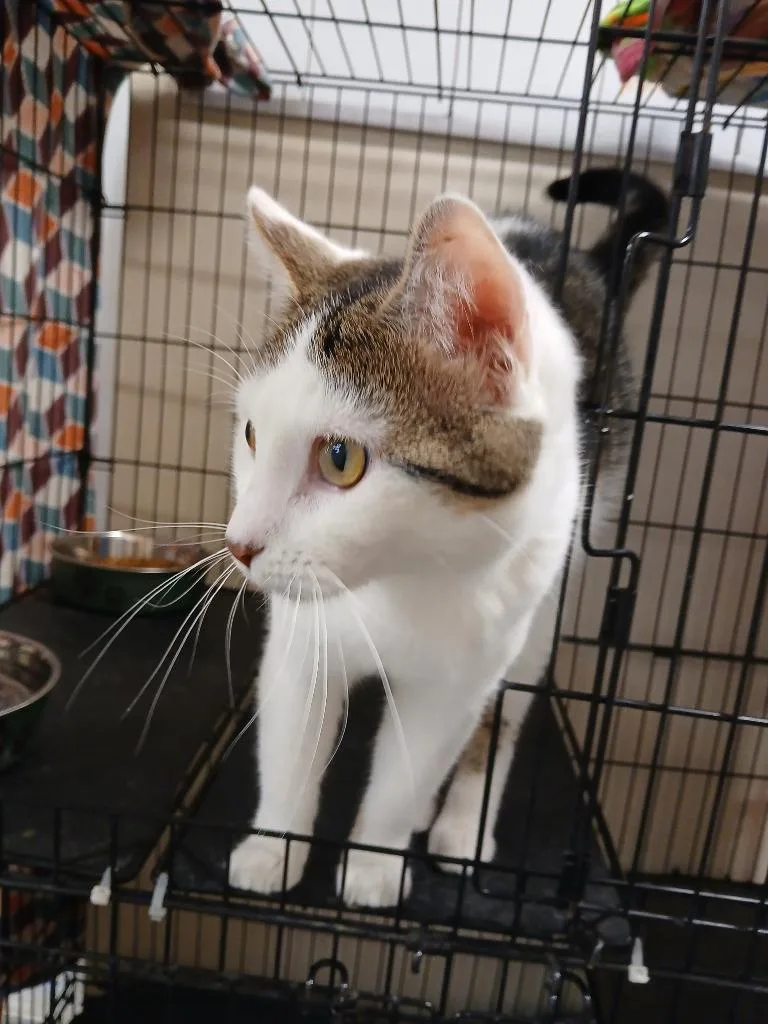A baby small-sized male Domestic Short Hair cat named Lasso for adoption in Ladysmith, WI