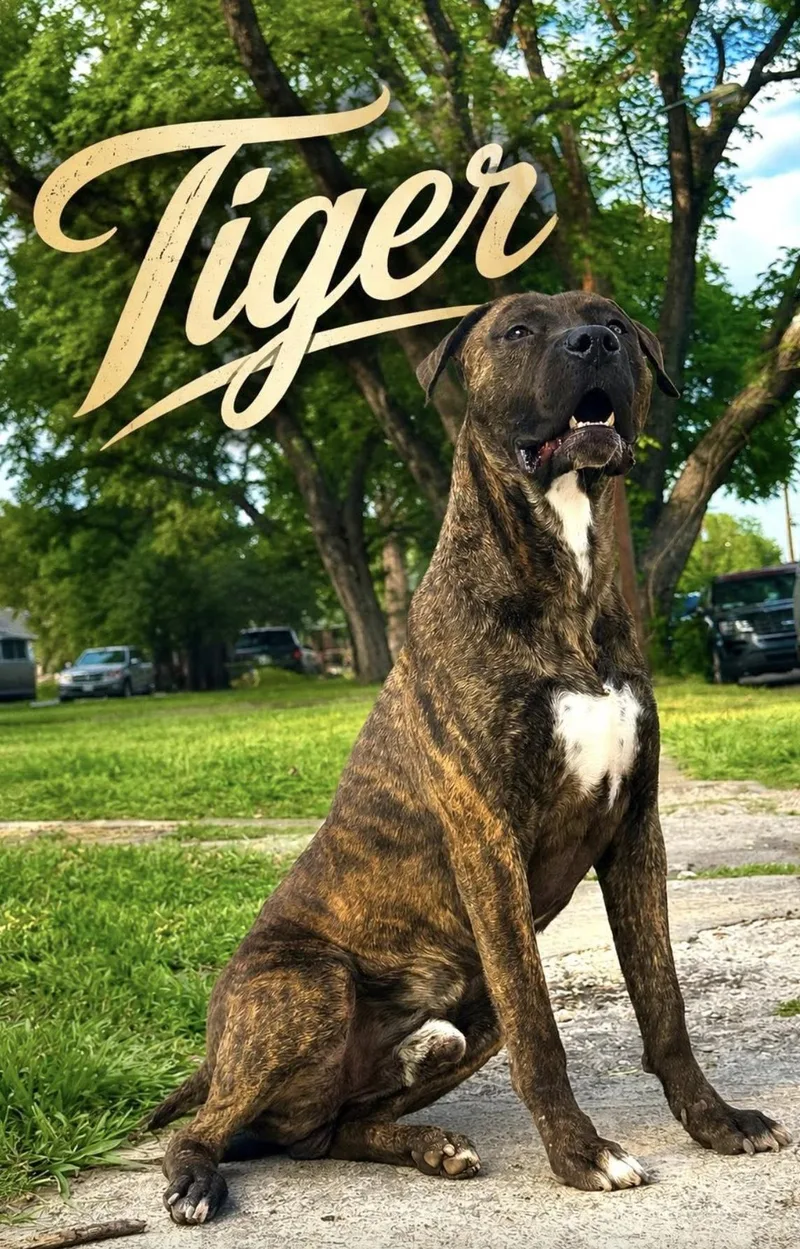 Tiger thumbnail 4