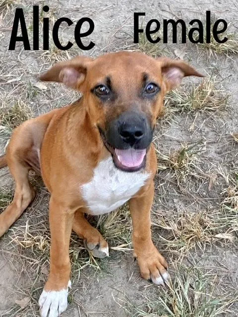 Alice