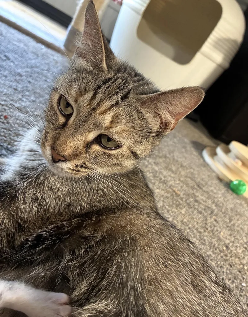 A young medium-sized female Tabby (Buff / Tan / Fawn) Domestic Short Hair cat named Sage for adoption in Maineville, OH
