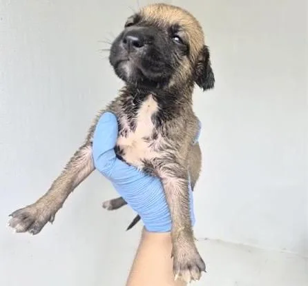 A baby small-sized female German Shepherd Dog dog named Cari for adoption in Houston, TX