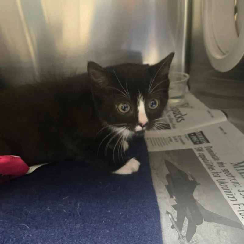 A baby small-sized female White Domestic Short Hair cat named Boots for adoption in Milton, FL