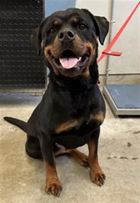 An adult medium-sized female Rottweiler dog named Cheyenne for adoption in Camarillo, CA