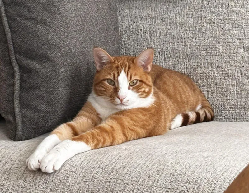 An adult medium-sized male Orange & White Domestic Short Hair cat named Benny for adoption in Bayonne, NJ