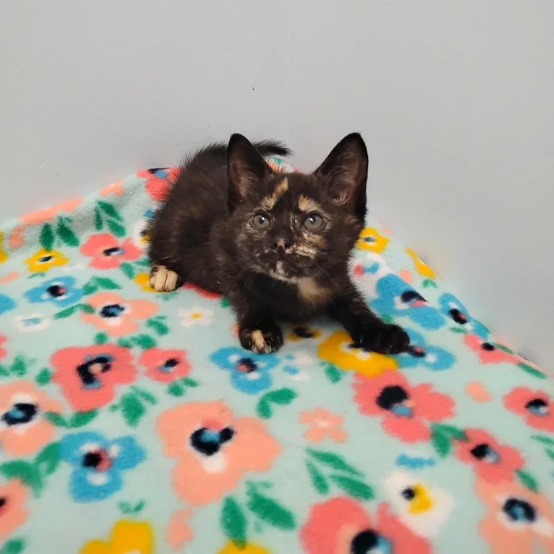 A baby small-sized female Brown / Chocolate Domestic Short Hair cat named Garnet for adoption in Winchester, TN